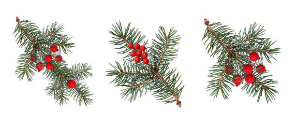 istock A set of coniferous branches decorated with artificial red berries. 2174286282
