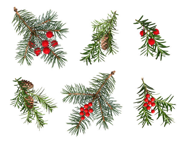 istock A set of coniferous branches decorated with artificial red berries and cones. 2174286286