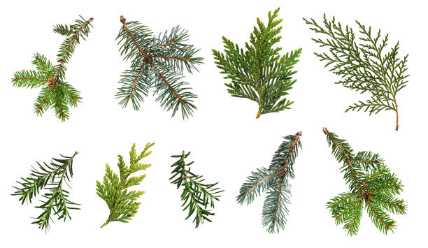 istock A set of different coniferous branches isolated on white background. 2174286287