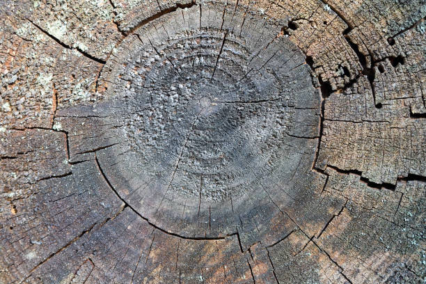 Free picture: tree rings, weathered stump, texture, wood