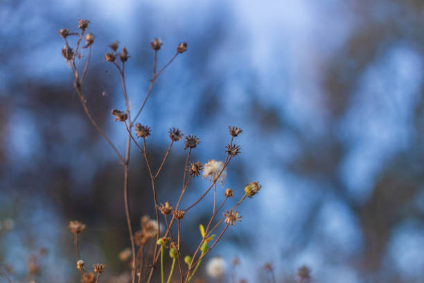 Golden Blooms: Autumn Flowers by the Riverside.