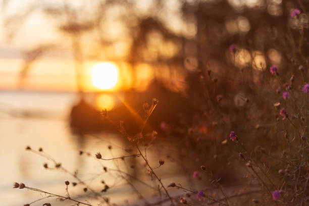 Golden Blooms: Autumn Flowers by the Riverside.