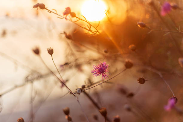 istock Golden Blooms: Autumn Flowers by the Riverside 2174288408