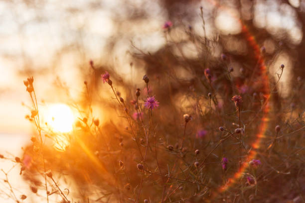Golden Blooms: Autumn Flowers by the Riverside.
