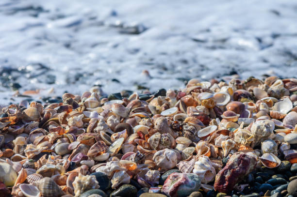 istock Lots of seashells at the water's edge, selective focus 3 2174290294