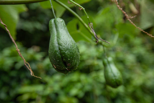 SAO PAULO, SP, BRASIL, 03-23-2024: Cultivation of Chayote (Sechium edule) still on the plant in a vegetable garden in the Capão Redondo neighborhood, on the outskirts of São Paulo.