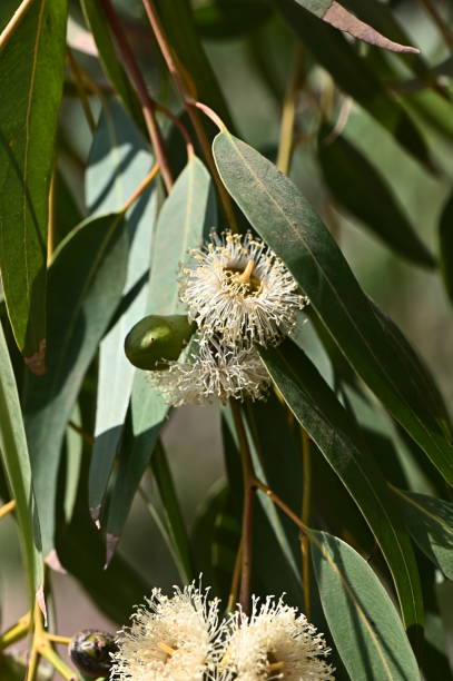 istock A Gum blossom drooping from its branch 2174293916