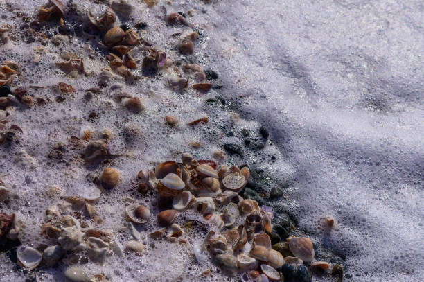 Close-up view of seashell texture on beach
