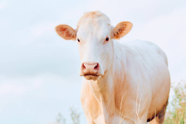 istock White Charolais cow in a close-up 2174295854