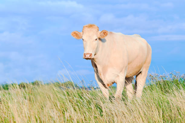 White cow on green farm field in Netherlands