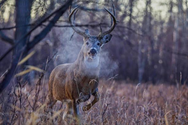 Large atypical whitetail deer buck during rut snorting and stomping foot