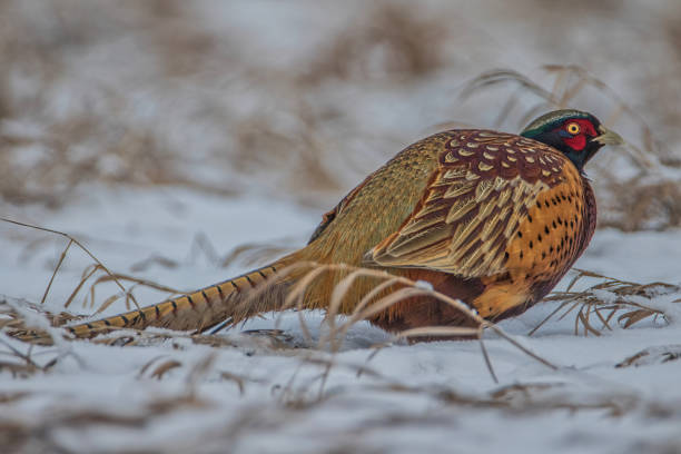 istock Male Ring-necked Pheasant close-up low angle veiw in winter 2174300913