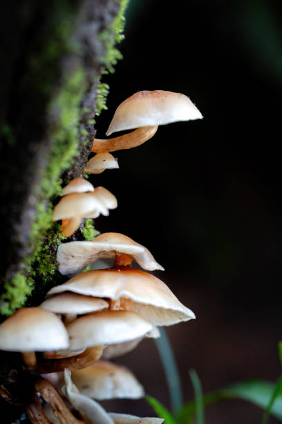 mushroom in the rain forest wood