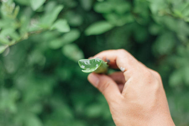 istock holding aloe vera in hand 2174304632
