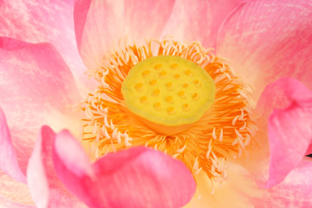close-up of lotus petals