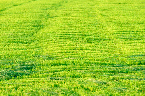 A vibrant green rice field stretches endlessly under a bright sky, showcasing the beauty of agriculture and nature's tranquility in rural landscapes.