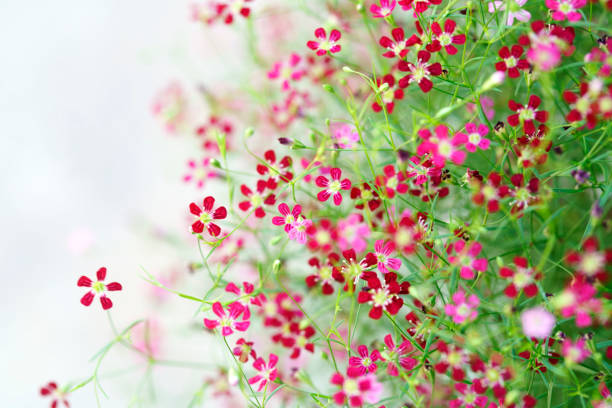 A stunning close-up of vibrant flowers in shades of red and pink, creating a soft, dreamy background. Perfect for nature-themed projects or decor.