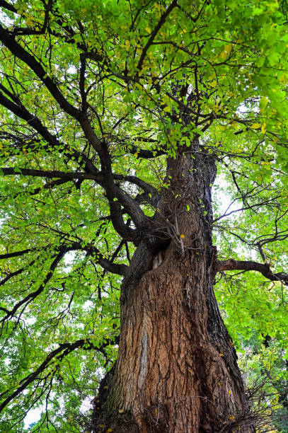 istock Autumn park scene at Melbourne, Australia in May. 2174306944