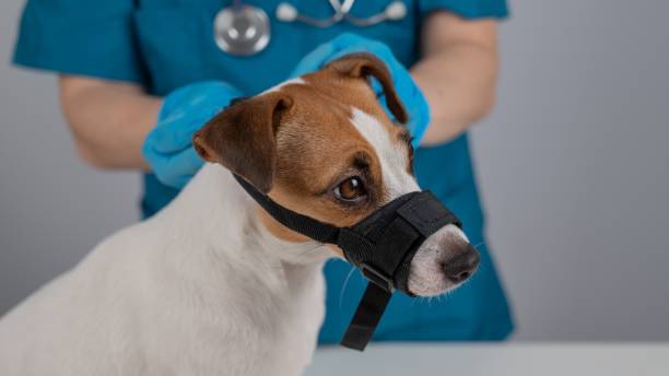 istock A veterinarian puts a cloth muzzle on a Jack Russell Terrier dog. 2174309441