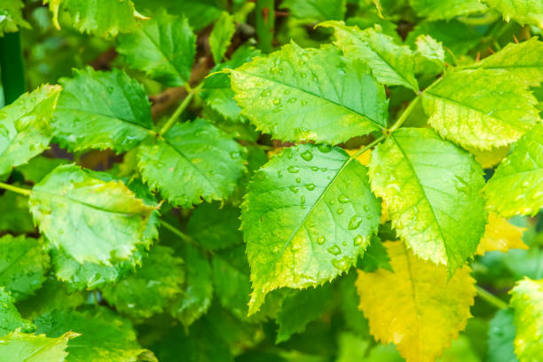 istock Branch of rose leaves with water drop 2174310232