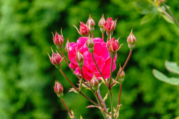 Blooming red rose bud with raindrops close up. Red rose with water drops after rain. Freshness nature concept