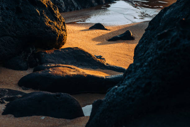 Exploring the beautiful Nature on Hawaiian islands in sunset light