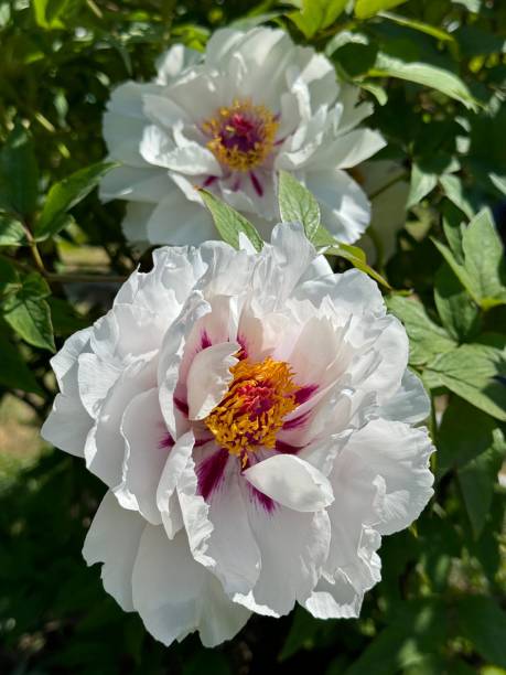 istock Peony tree white flowers paeonia suffruticosa 2174312714