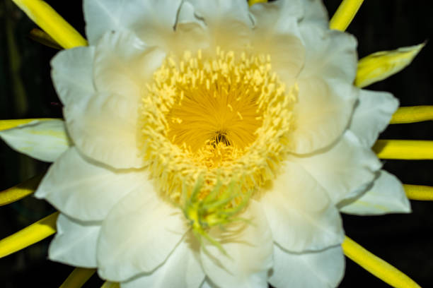 Dragon fruit is also known as Pitaya or Pitahaya. The white dragon fruit flowers are blooming. In the middle, it looks a little yellowish