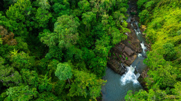 istock Aerial view of mixed forest, deciduous trees, greenery and waterfalls flowing through the forest. The rich natural ecosystem of rainforest concept is all about conservation and natural reforestation. 2174317430