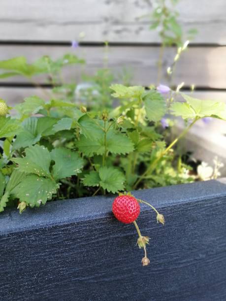istock Strawberry in the pot 2174318939
