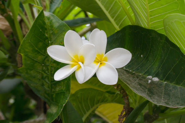 istock Plumeria Yellow well known as Kath golap 2174320598