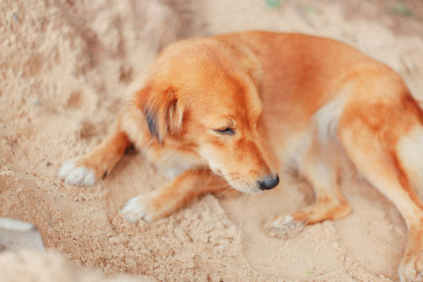 cute homeless dog