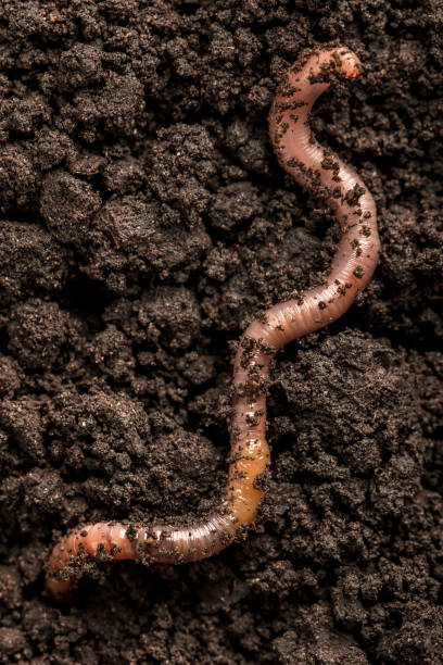 istock Earthworm in the soil 2174323580