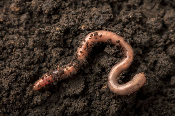 istock Earthworm in the soil 2174323695