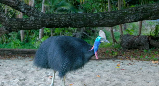 istock southern cassowary approaching on the beach 2174324620