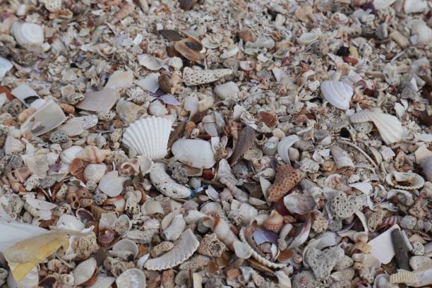 istock Close up of shells and stones on the beach 2174324787