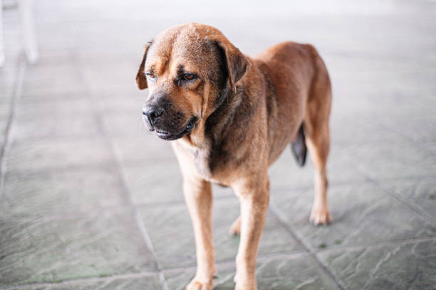 skinny homeless dog