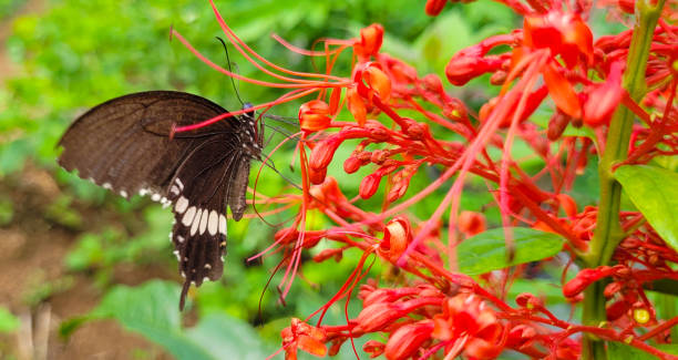 istock Butterfly and flowers 2174328165
