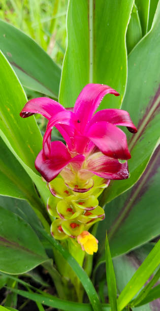 istock Beautiful siam tulup 2174328220