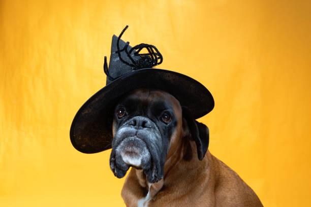 Funny dog wearing cute Halloween costume.