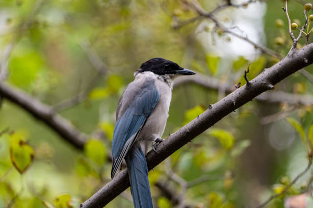 istock Azure-winged Magpie (Cyanopica cyanus) in China southwest 2174331164