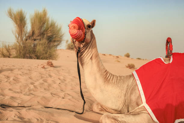 A camel relaxes in the Dubai desert wearing a traditional red saddle. The sandy landscape stretches around it dotted with sparse vegetation under bright sunlight.
