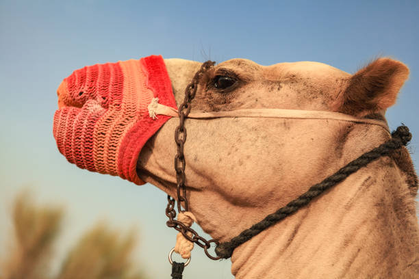 This camel stands majestically in the Dubai desert wearing a bright red muzzle guard while the warm sunlight enhances its features against a clear sky.