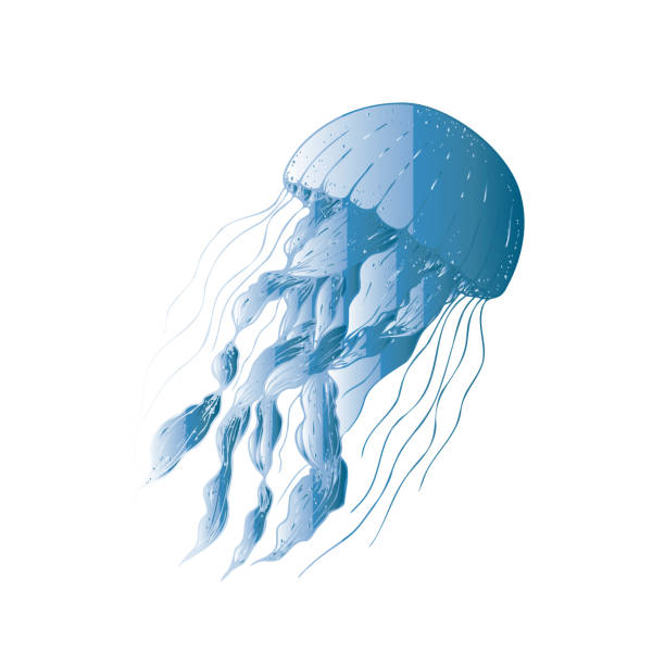 istock Vector beautiful jellyfish. Hand painted sketch. Graphic clip art isolated on background. Underwater illustration. For designers, invitations, decoration, postcards, wrapping paper, scrapbooking, covers 2174336763