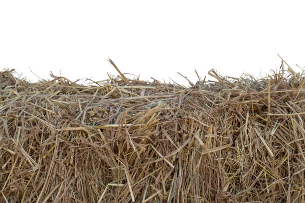 istock A pile of hay isolated on white background included clipping path. 2174336848