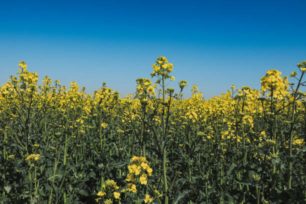 istock Yellow rapeseed fields blooming under a clear blue sky in Odessa Ukraine during springtime 2174337364