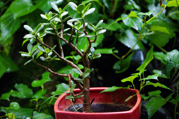 istock Potted Bonsai Tree in a Lush Garden 2174338402