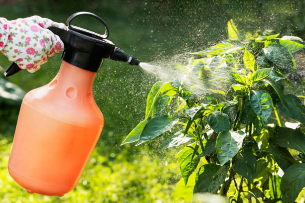 Spraying Pesticides of Vegetable Pepper Plant Spraying Pesticides of Vegetable Pepper Plant in Garden. Growing and Care Vegetable Garden. Pest Control. Close up. insecticide stock pictures, royalty-free photos & images