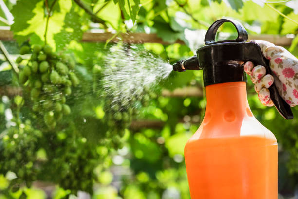 istock Spray Grape Vines with Chemicals Fungicides 2174339291