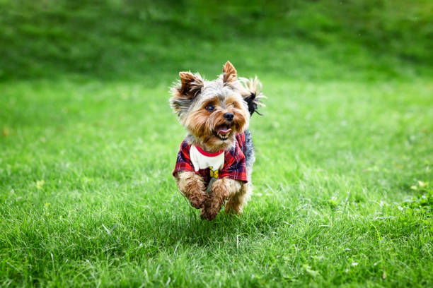Small hairy mixed breed dog lying in the green grass by the tree in public park with tongue sticking out